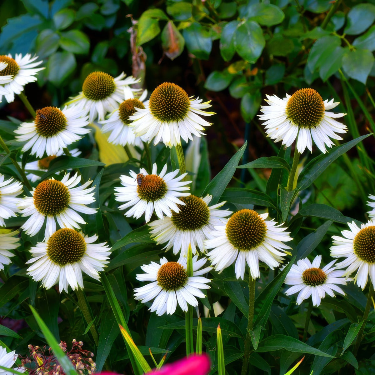 Echinacea White Meditation - Garden Express Australia