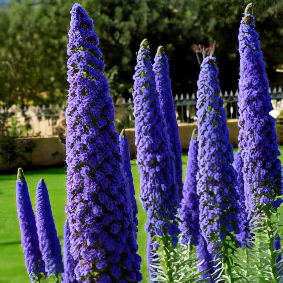 Echium Candicans 16 - Garden Express Australia