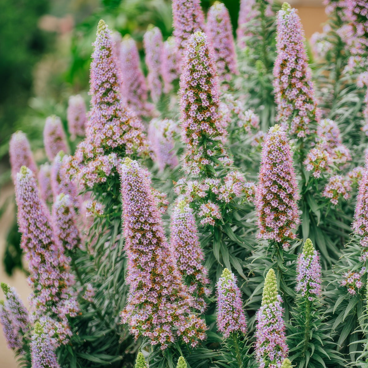 Echium Heronswood Pink Lpoechhpn - Garden Express Australia