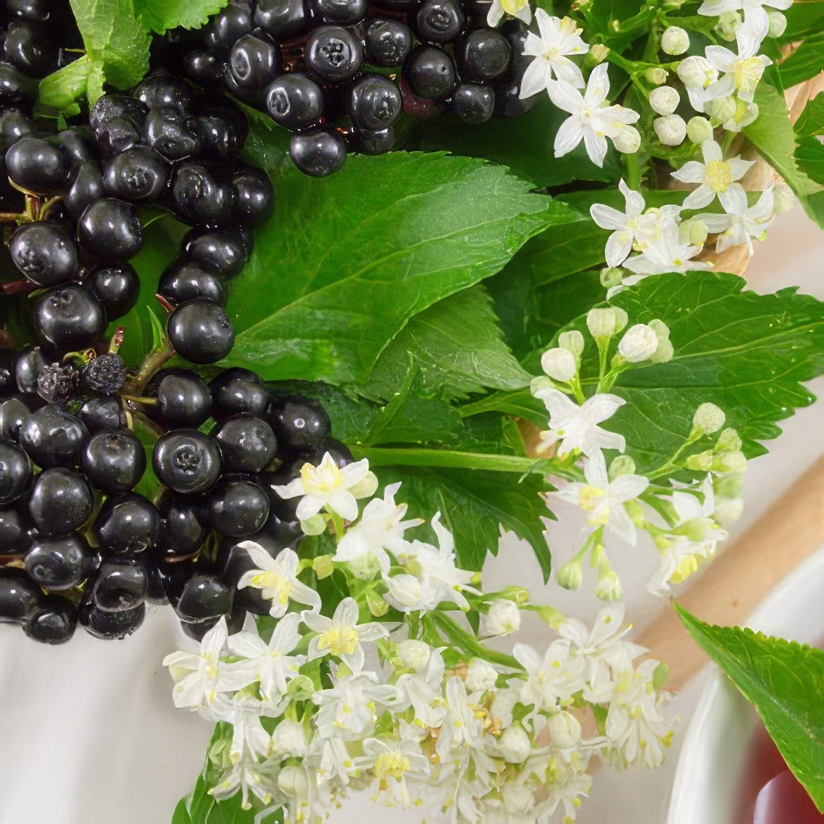 Elderberry Pkaeldber - Garden Express Australia