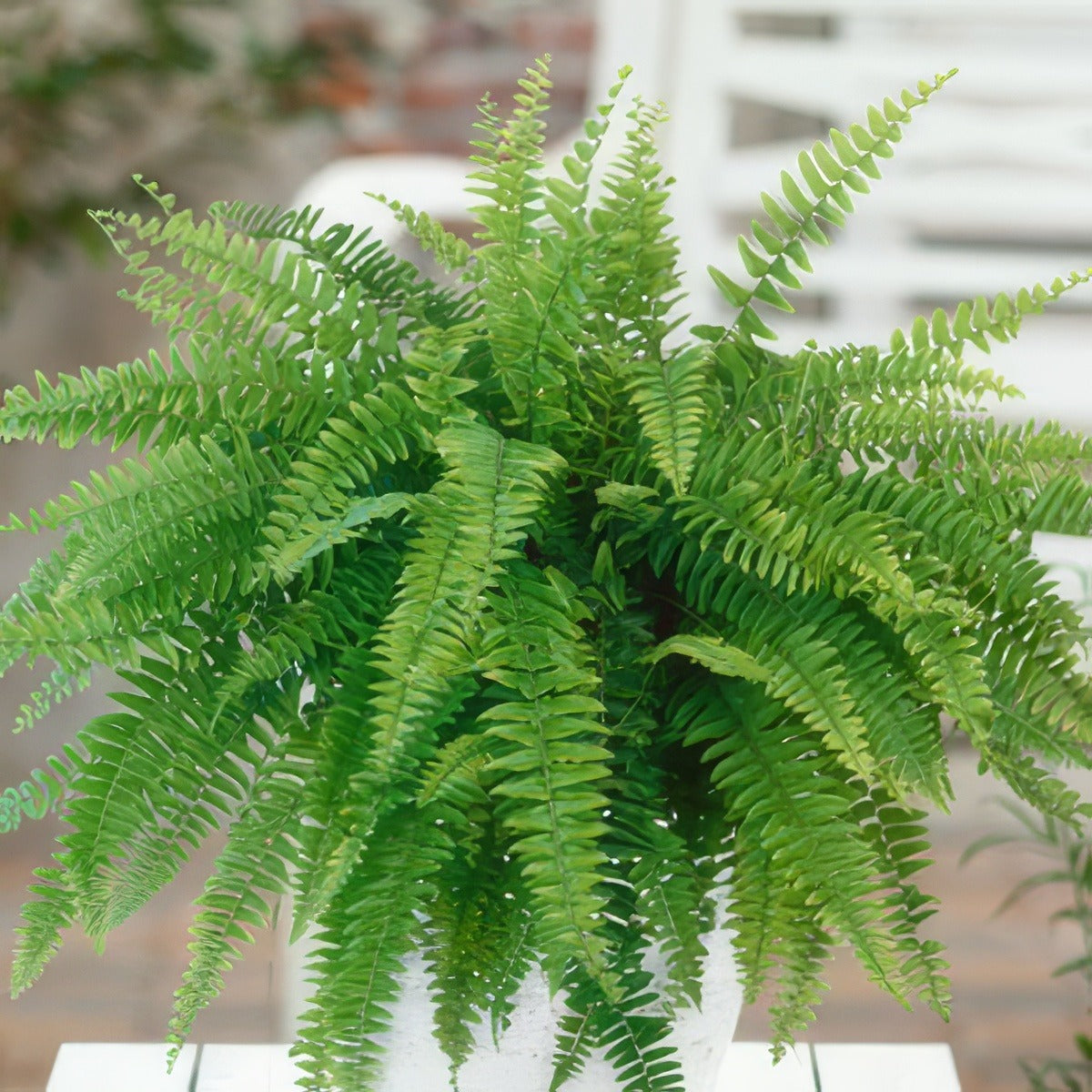 Emerald Queen Fern Lpoemeqfe 17 - Garden Express Australia