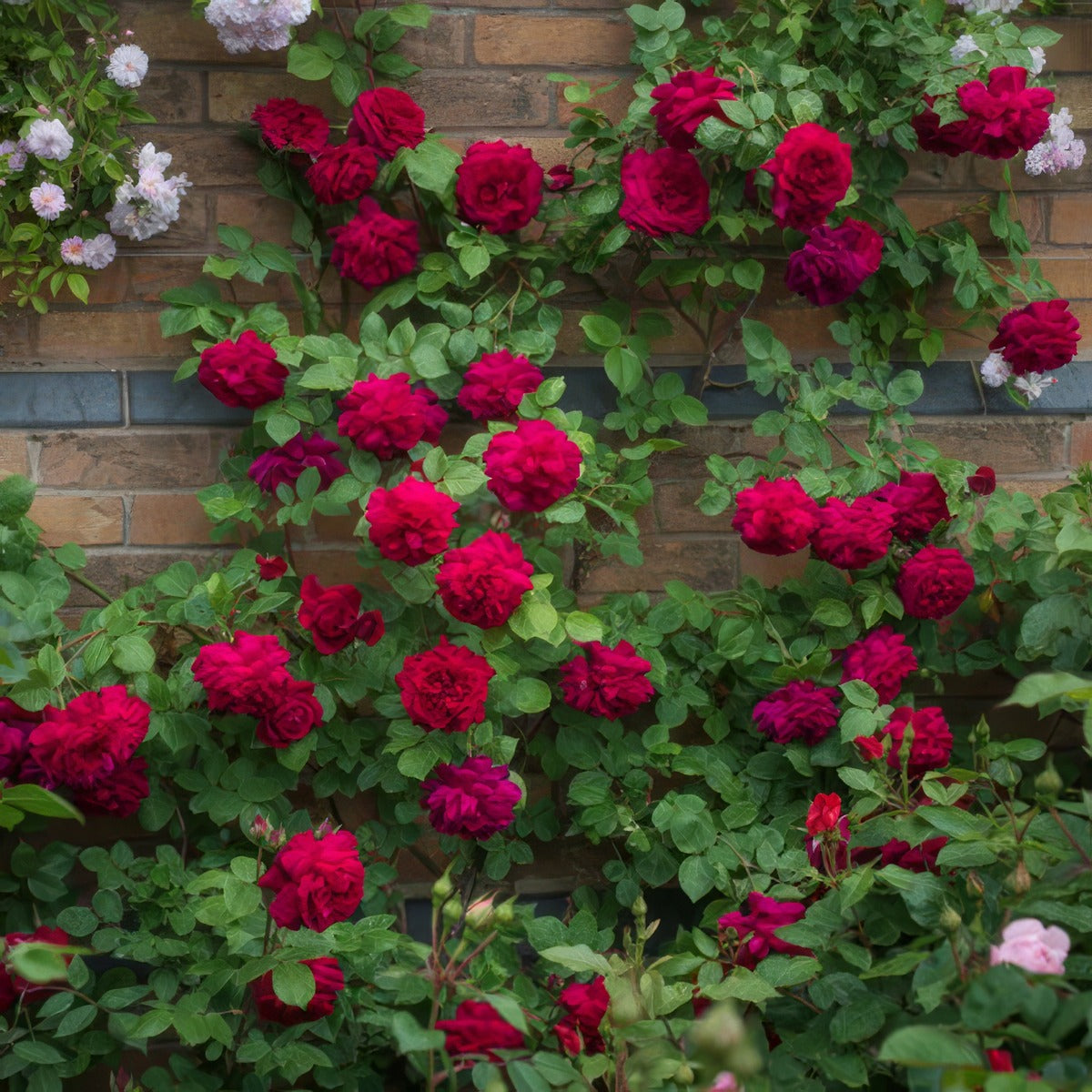 English Climbing Rose Tess Of D Urbervilles - Garden Express Australia