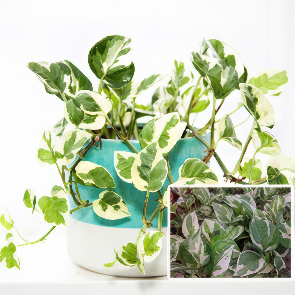 Epipremnum Snow Queen Pplepisqu - Garden Express Australia