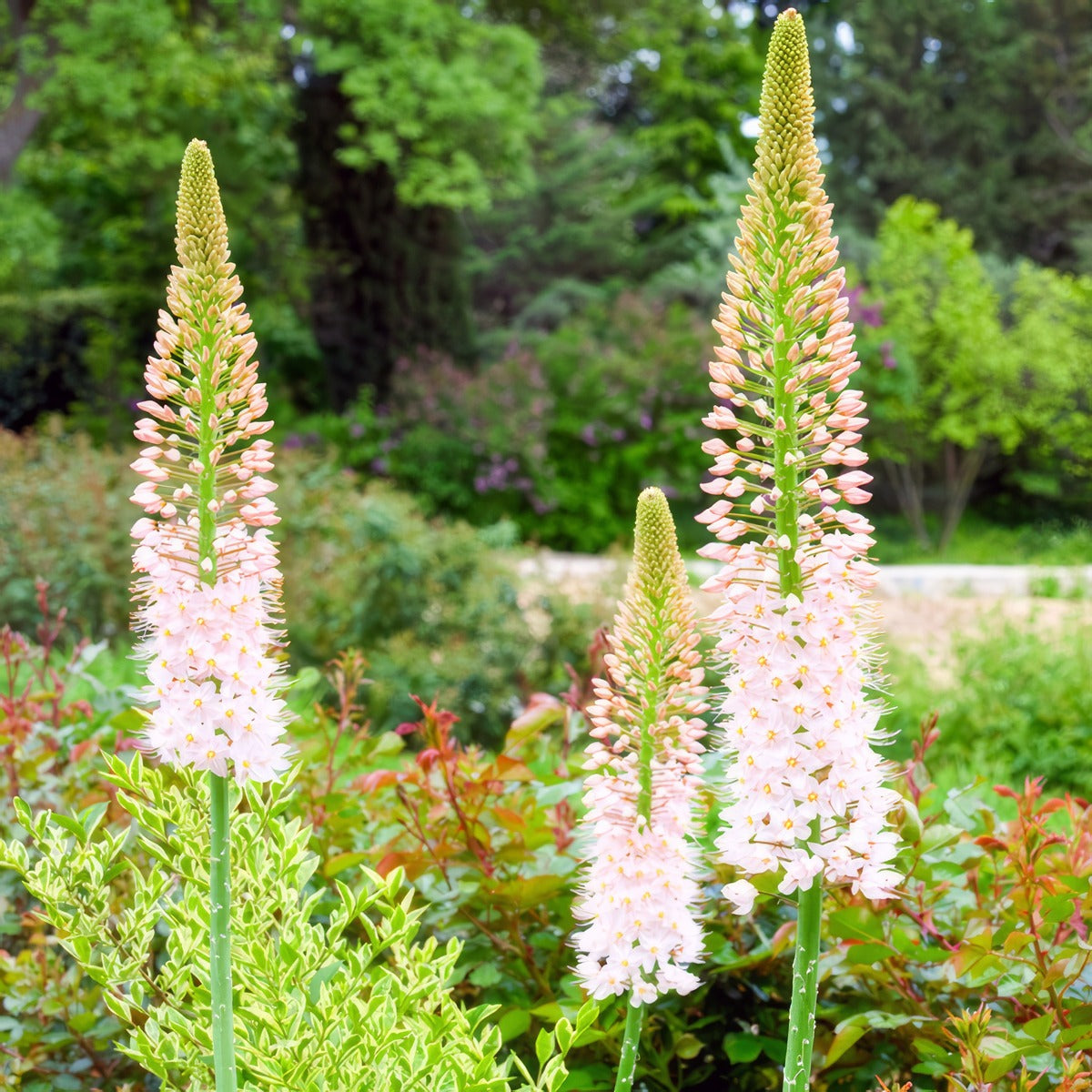 Eremurus Romance - Garden Express Australia