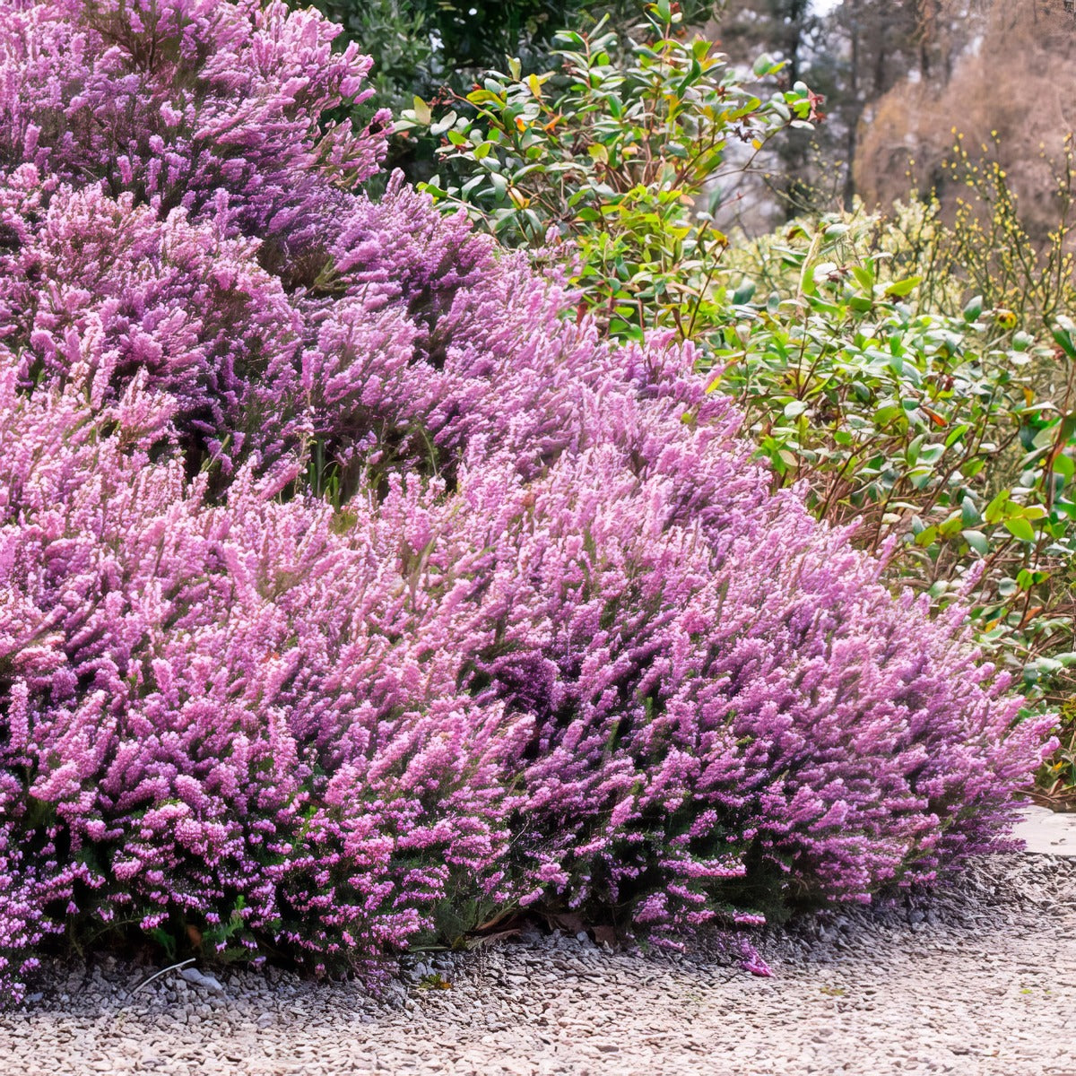 Erica Darley Dale Lpoeridda - Garden Express Australia