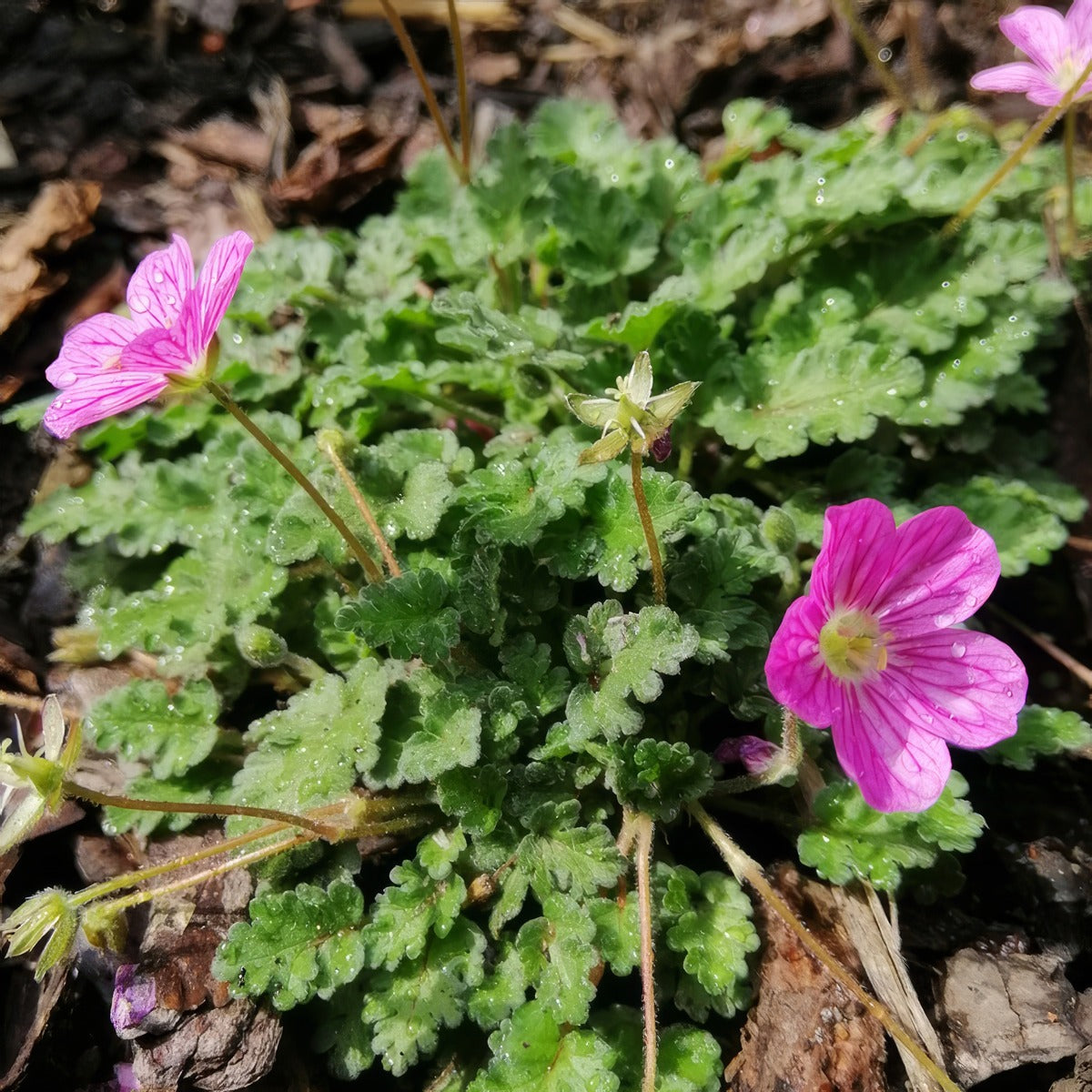 Erodium Mansecavii P68eroman - Garden Express Australia