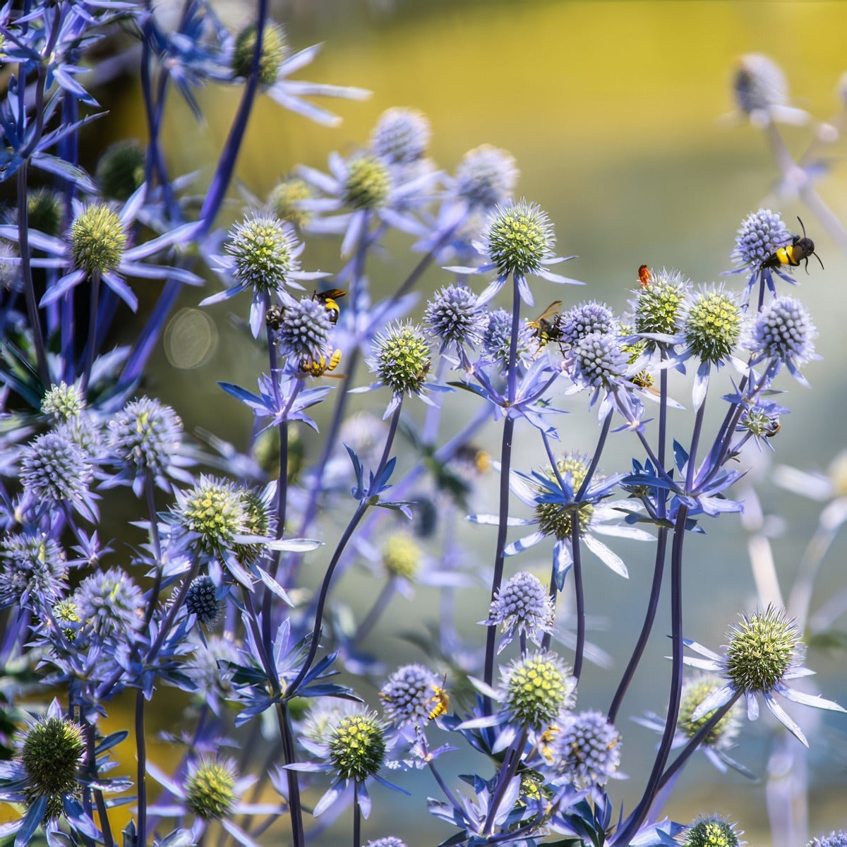 Eryngium Sea Holly Dwarf Blue Hobbit P68erydbh - Garden Express Australia