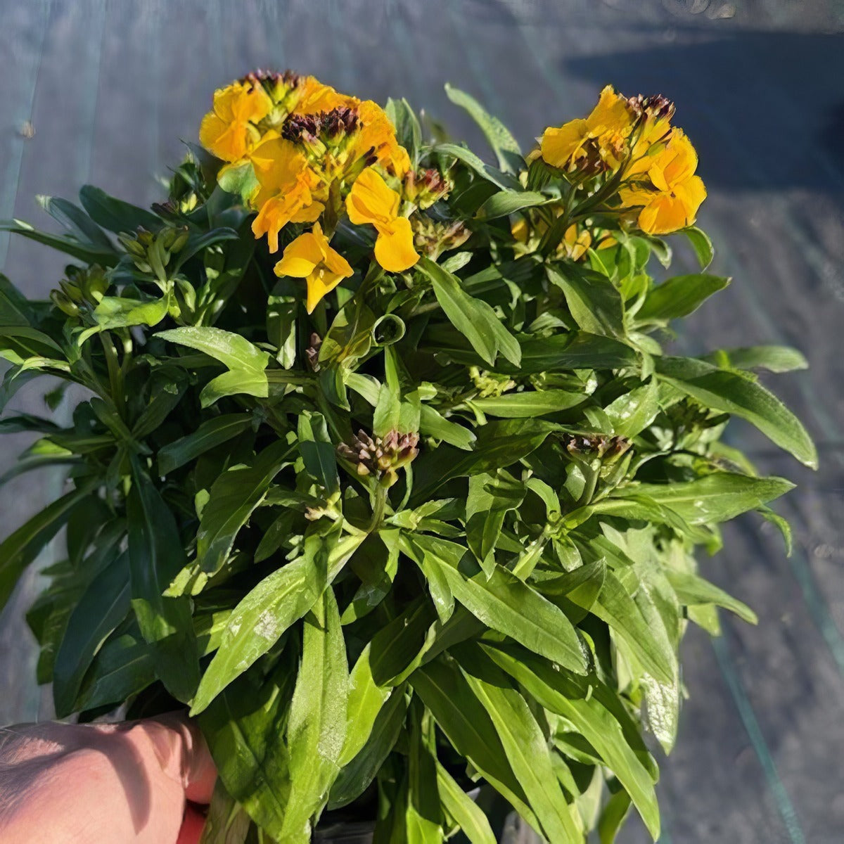 Erysimum Winter Power - Garden Express Australia