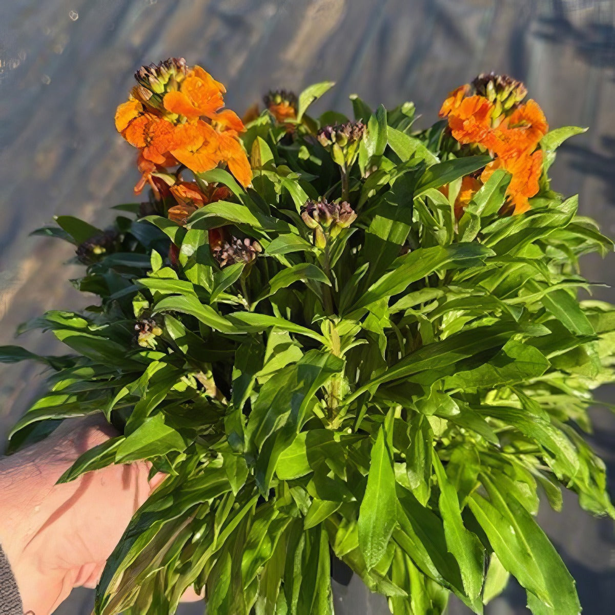 Erysimum Winter Spice - Garden Express Australia