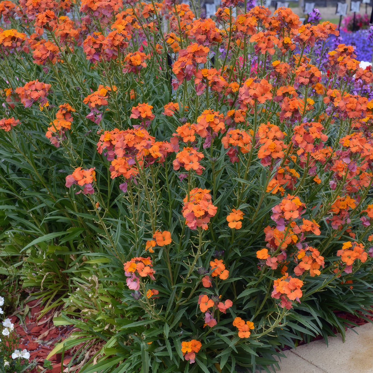 Erysimum Apricot Twist P68eryatw - Garden Express Australia