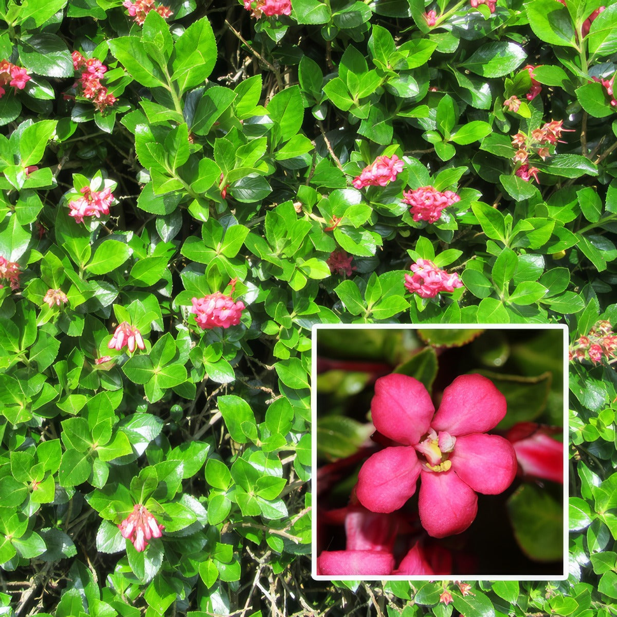 Escallonia Newport Dwarf Lpoescndw - Garden Express Australia