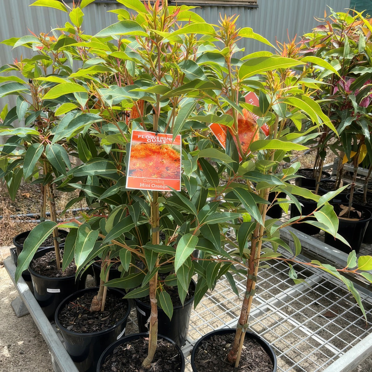 Eucalyptus Corymbia Mini Orange - Garden Express Australia