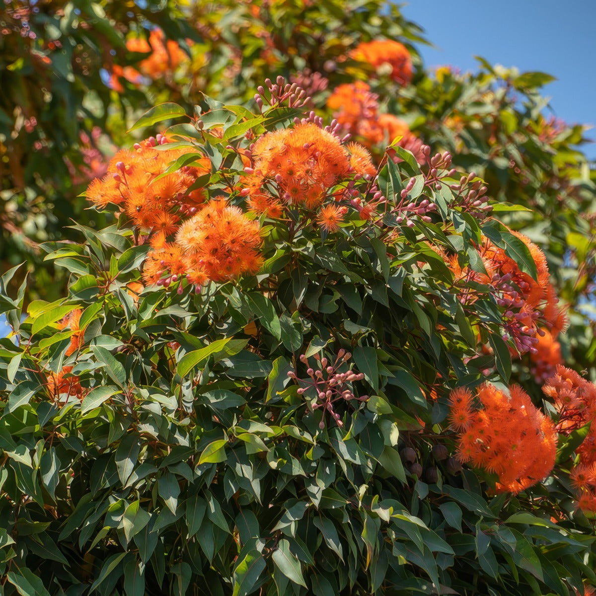 Eucalyptus Corymbia Mini Orange P20eucmor - Garden Express Australia