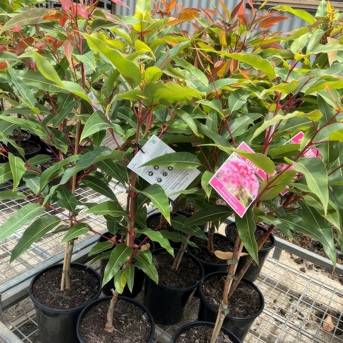 Eucalyptus Corymbia Summer Beauty - Garden Express Australia