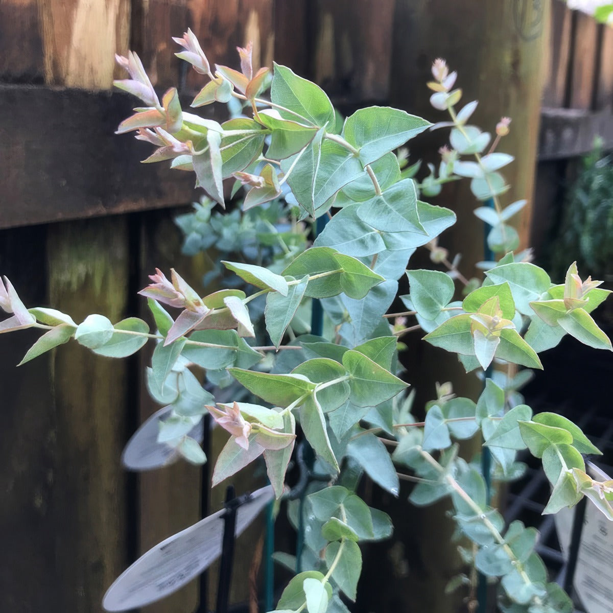 Eucalyptus Moon Lagoon P14eucmla - Garden Express Australia