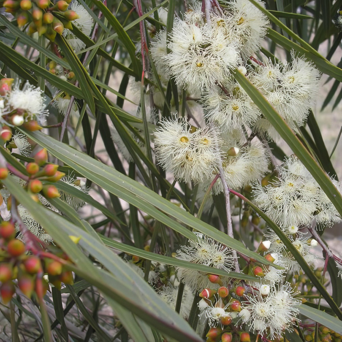 Eucalyptus Winter Light Ppleucwli - Garden Express Australia