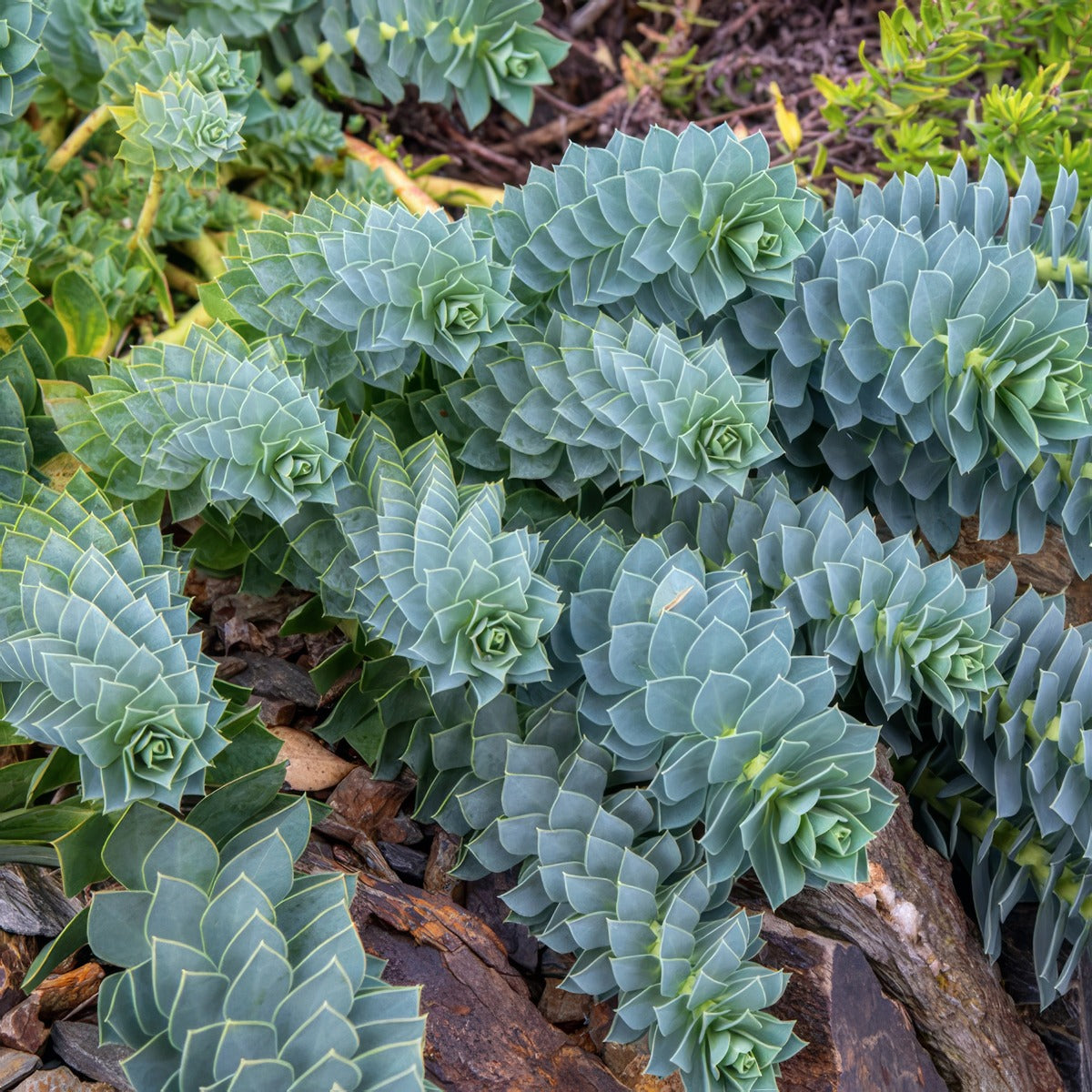 Euphorbia Myrsinites Lpoeupmyr - Garden Express Australia