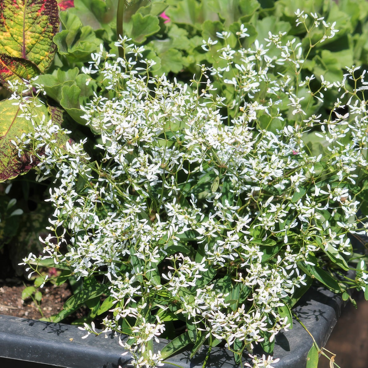 Euphorbia Diamond Star - Garden Express Australia