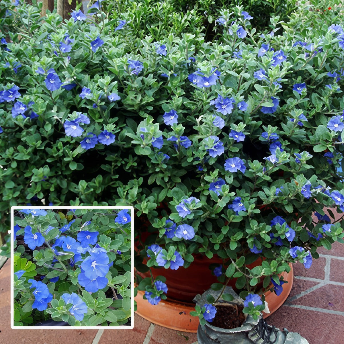 Evolvulus Blue Daze P68evobda - Garden Express Australia