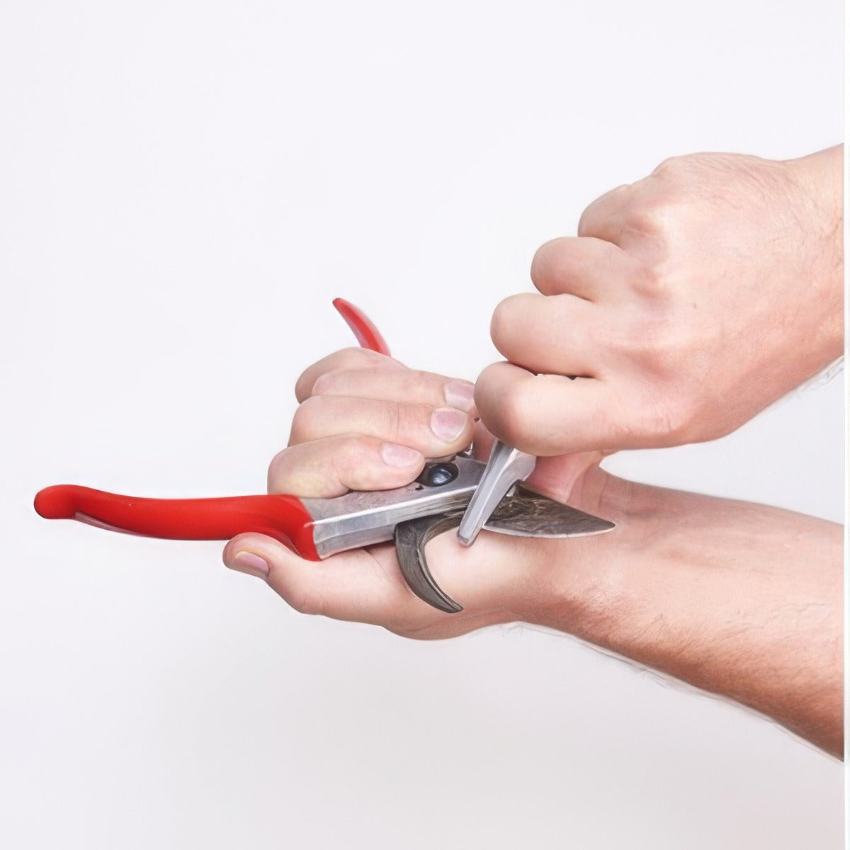 Felco 904 In Use - Garden Express Australia
