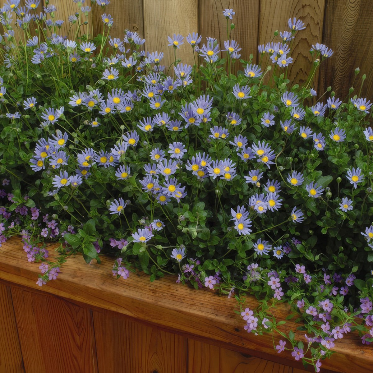 Felicia Pinwheel Periwinkle P68felppe - Garden Express Australia
