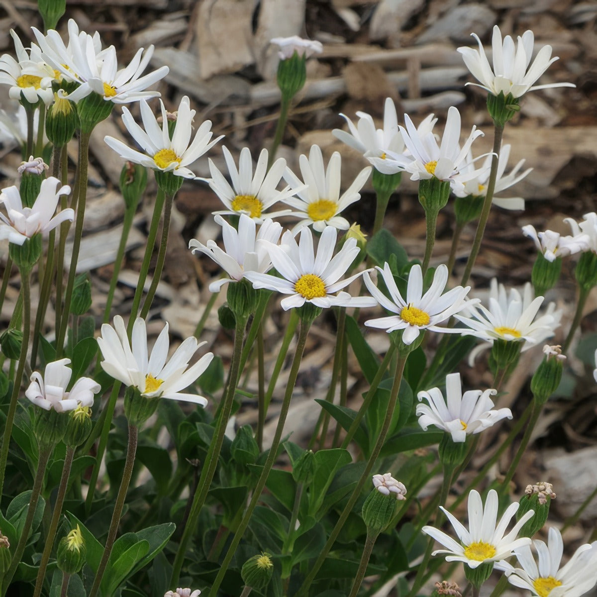 Felicia Pinwheel Snow P68felpsn - Garden Express Australia