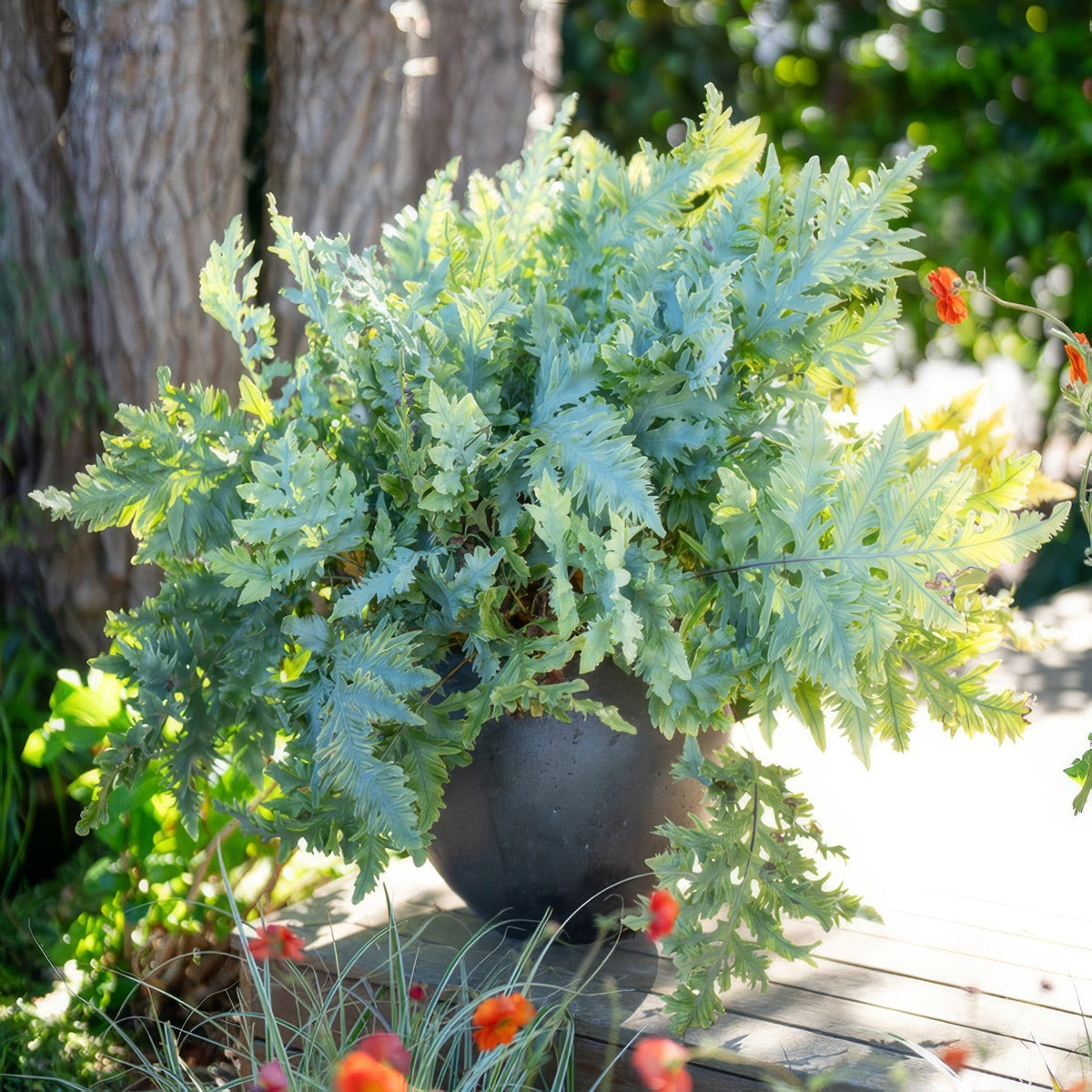 Fern Phlebodium Davana Hb - Garden Express Australia
