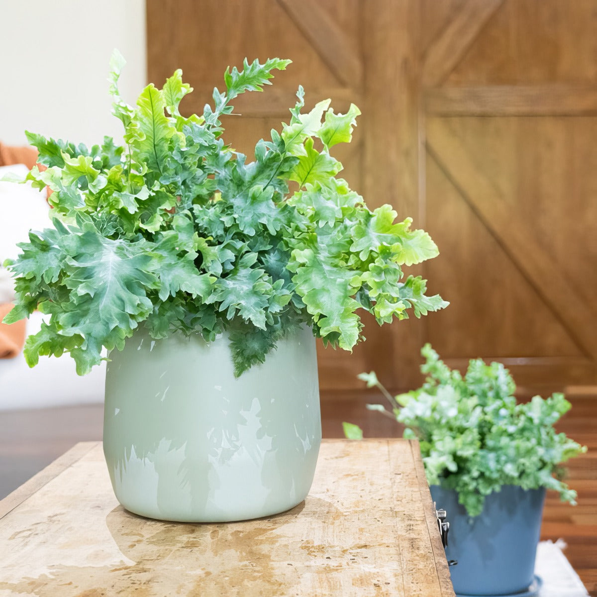 Fern Phlebodium Davana Small Pot - Garden Express Australia