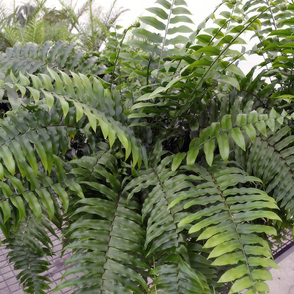Boston Macho Fern P68bosmfe - Garden Express Australia