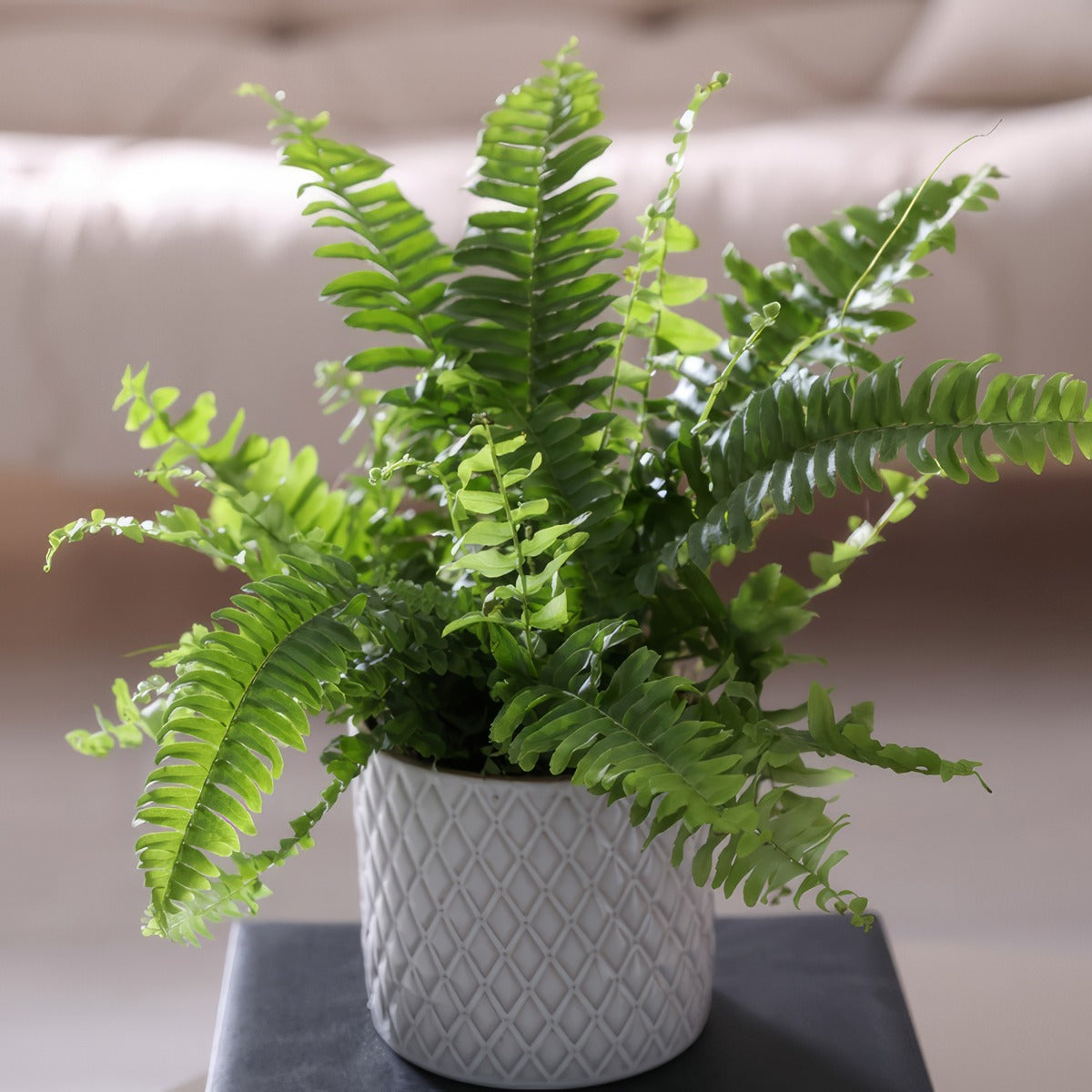 Boston Fern Pplbosfer - Garden Express Australia