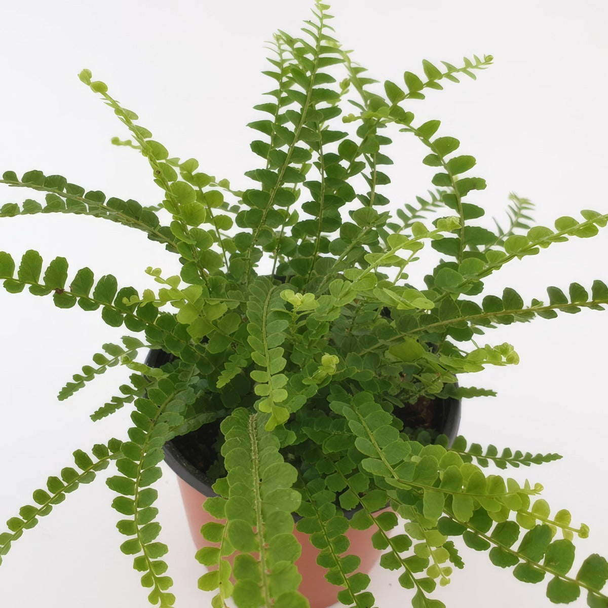 Fern Duffii - Garden Express Australia