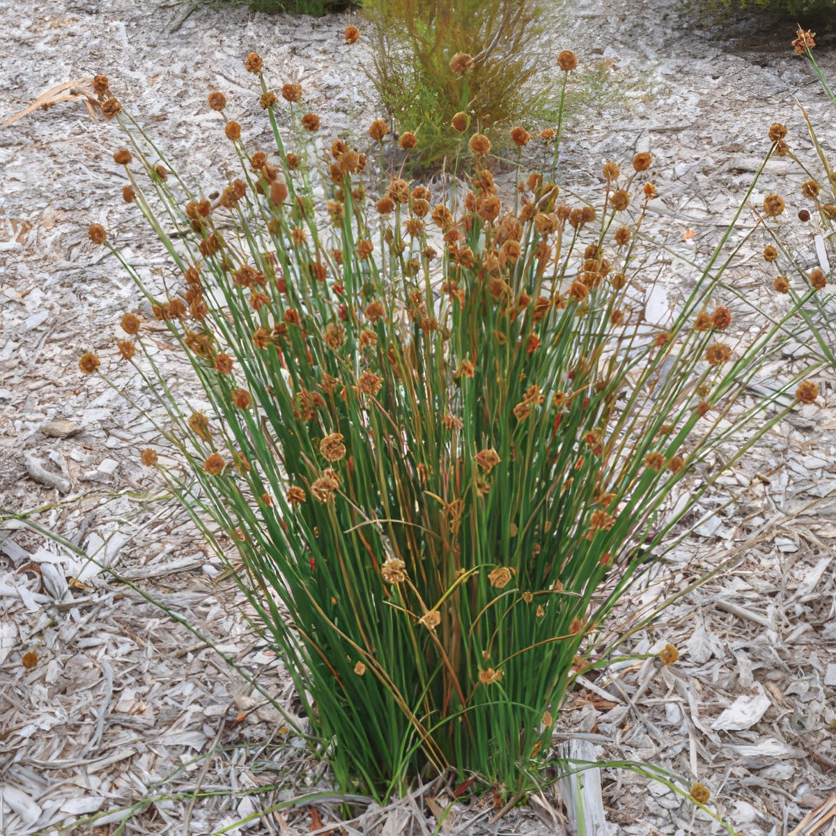 Ficinia Nodosa Lpoficnod - Garden Express Australia
