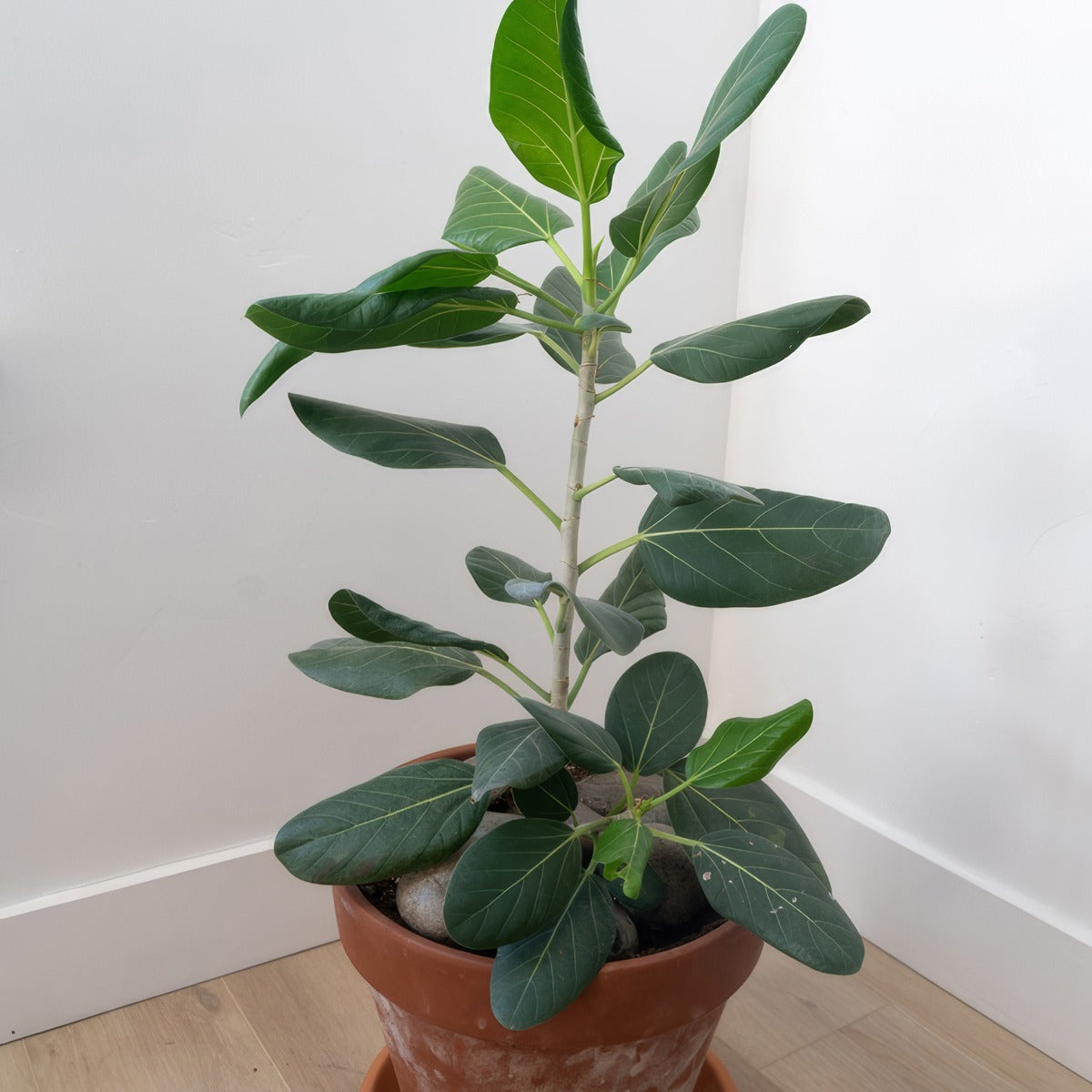 Ficus Audrey 1 P10ficaud - Garden Express Australia