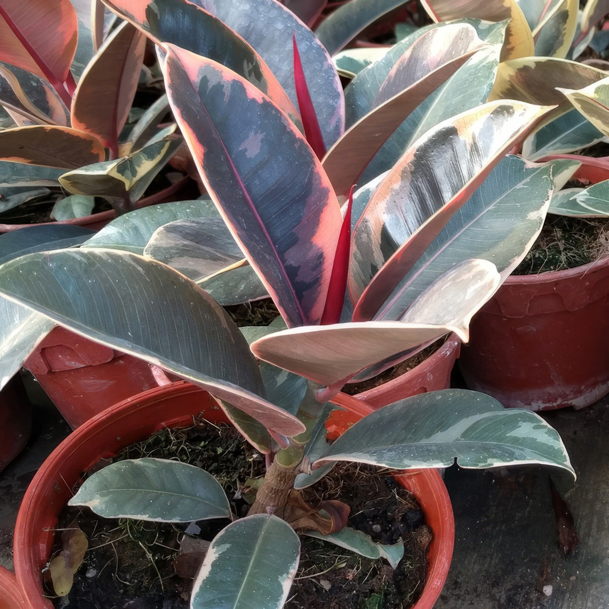 Ficus Ruby Pplficrub - Garden Express Australia