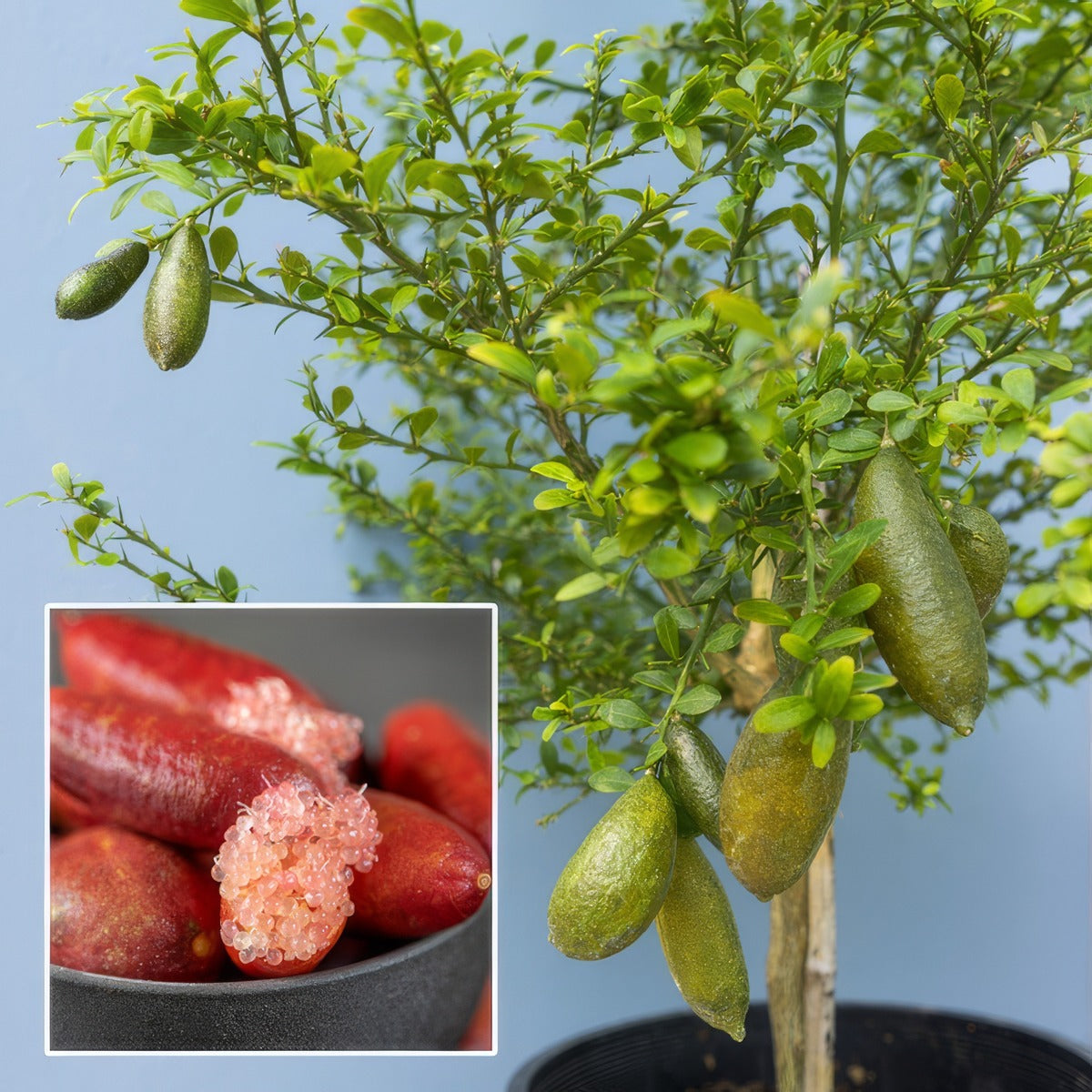 Finger Lime Red Champagne P18flimrch - Garden Express Australia
