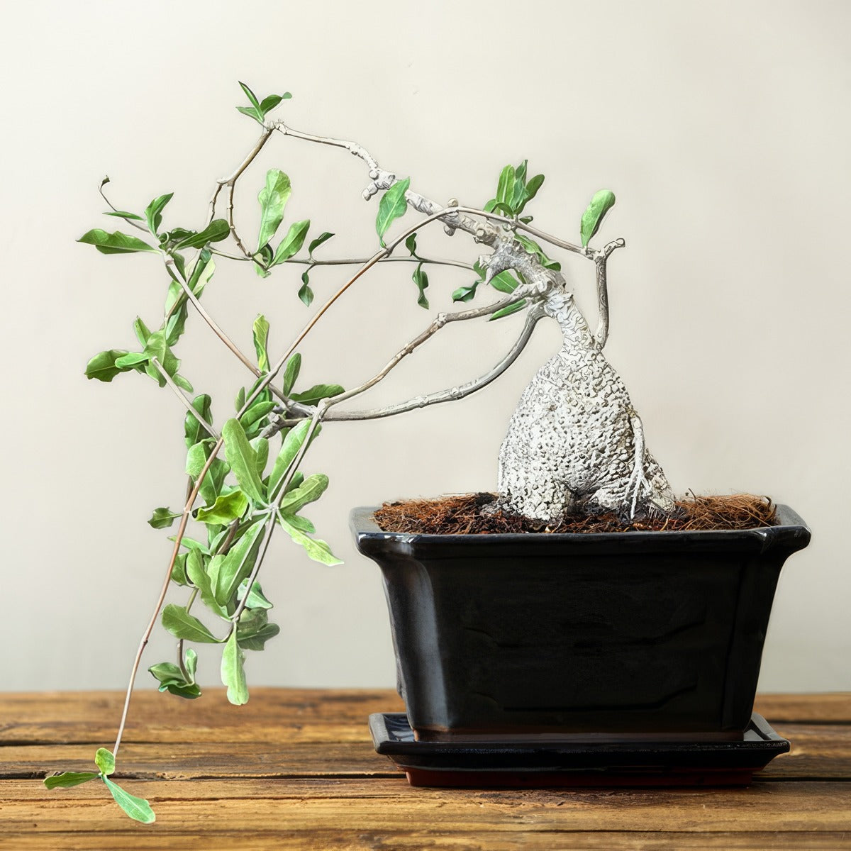 Fockeaedulis - Garden Express Australia