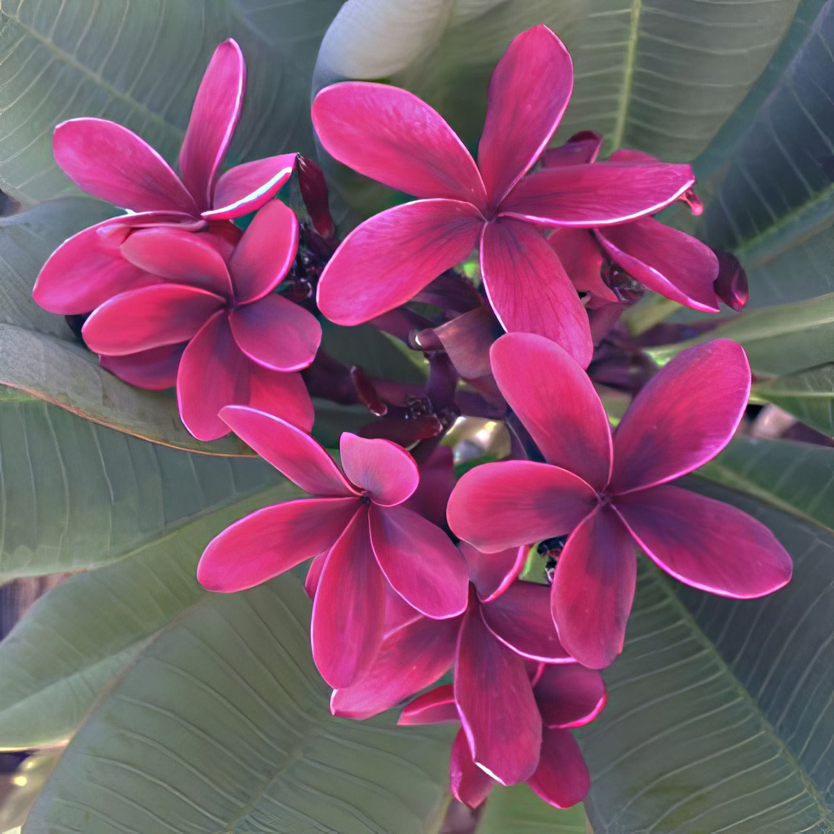 Frangipani Blackjack - Garden Express Australia