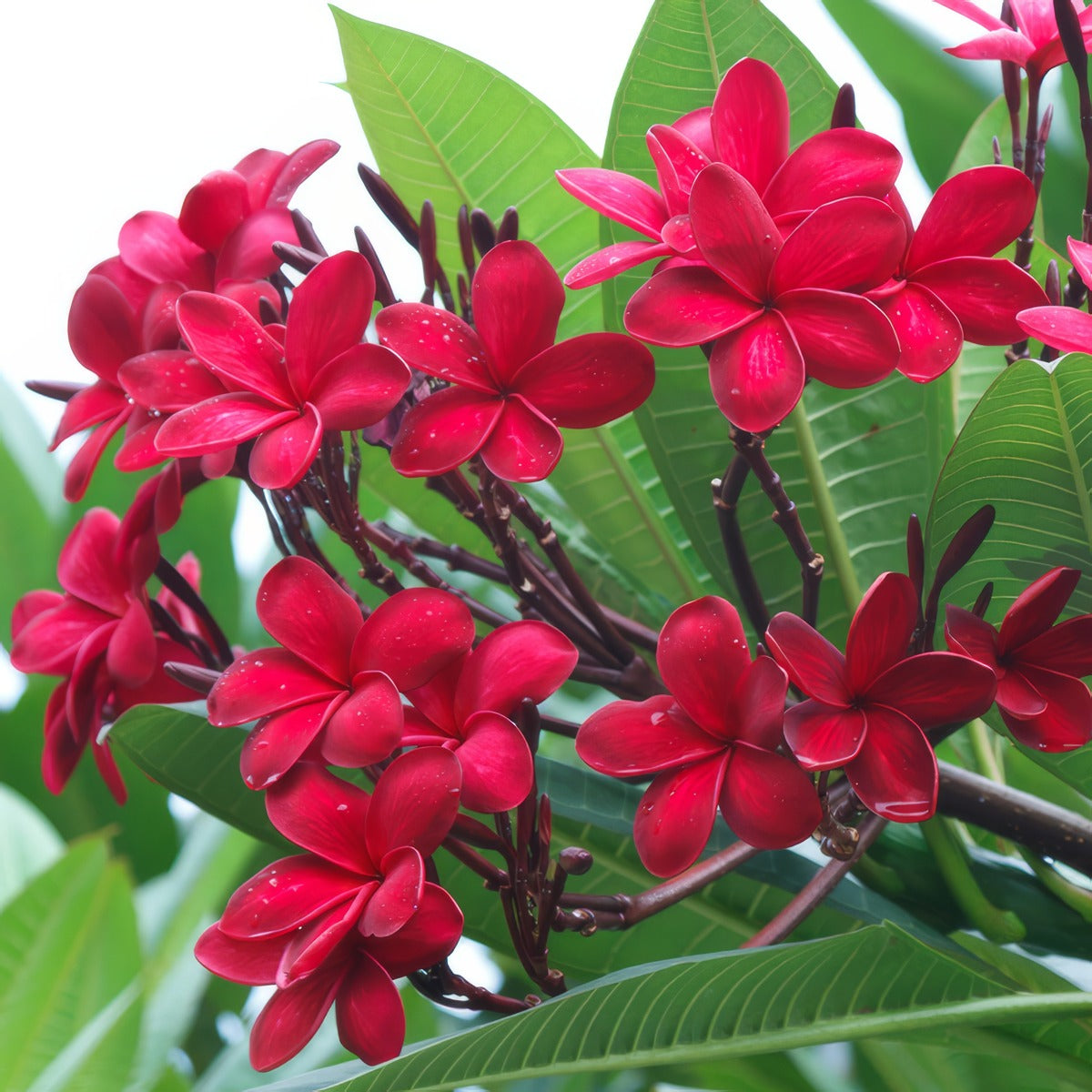 Frangipani Cherry Clusters Pplfraccl - Garden Express Australia