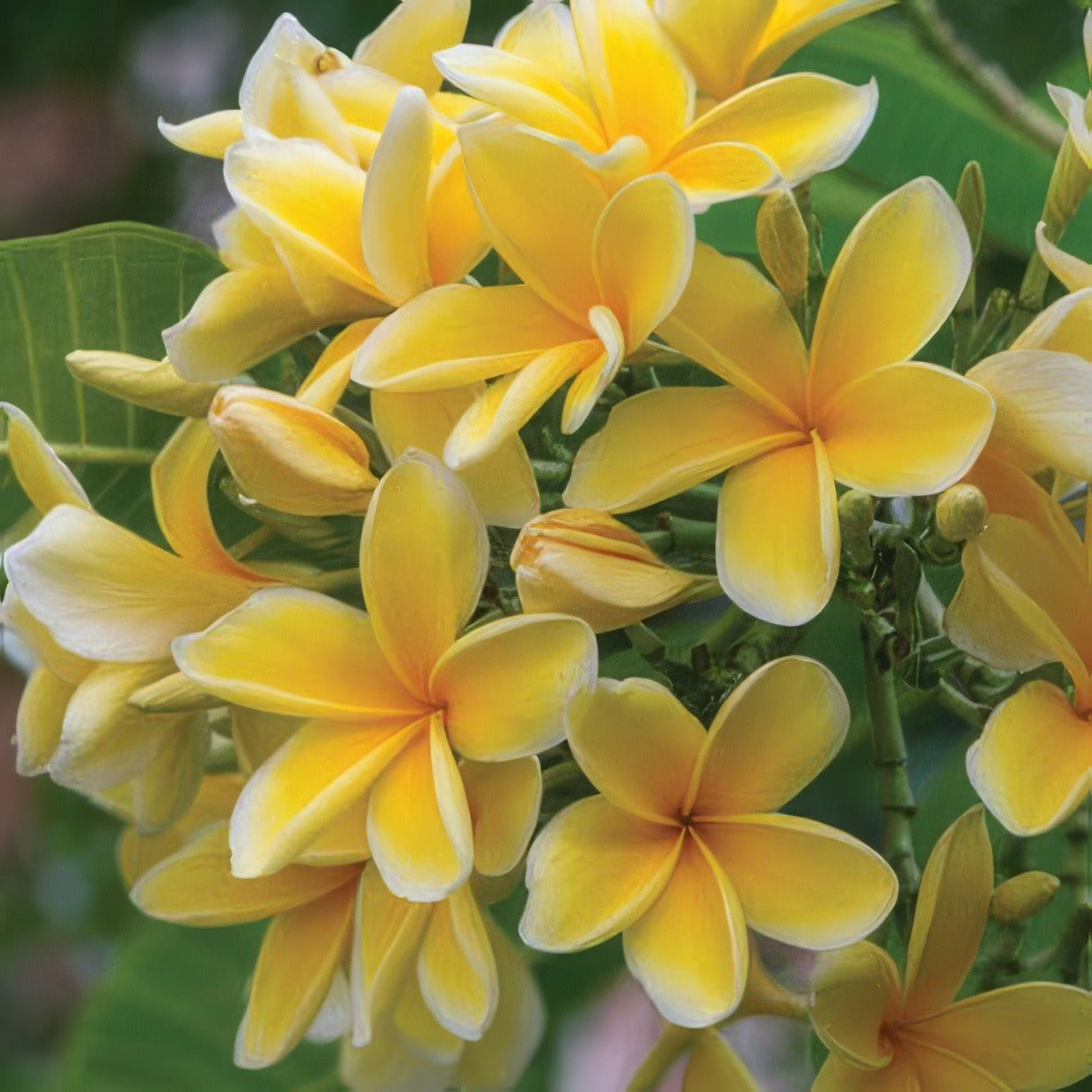 Frangipani Darwin Yellow 2019 Pplfradye - Garden Express Australia