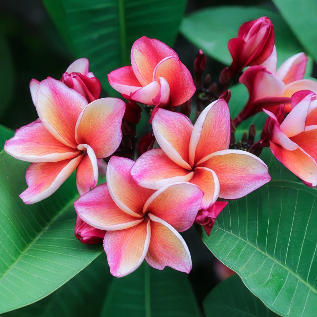 Frangipani Sally Morange 15 St 273232313 - Garden Express Australia