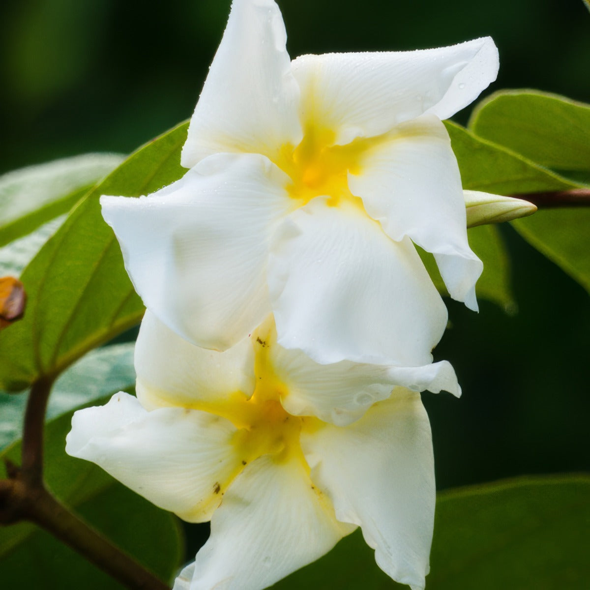 Climbing Frangipani Pplclifra - Garden Express Australia