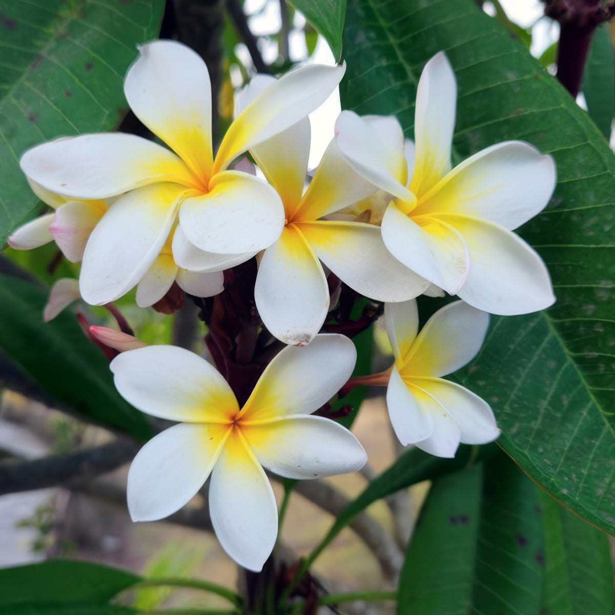 Frangipani Paddle Pop P18frappo - Garden Express Australia