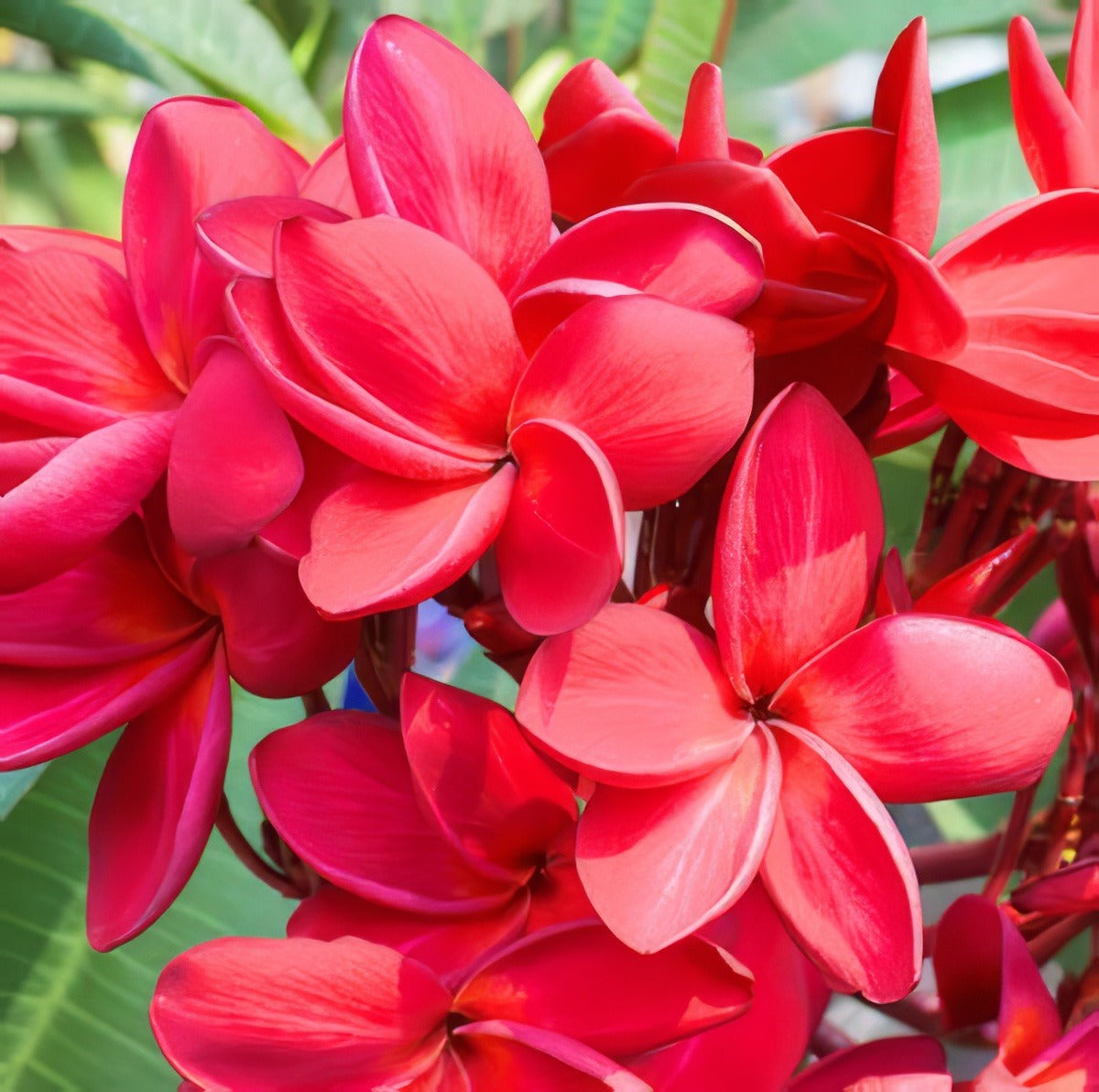Frangipani Darwin Blood 14 - Garden Express Australia