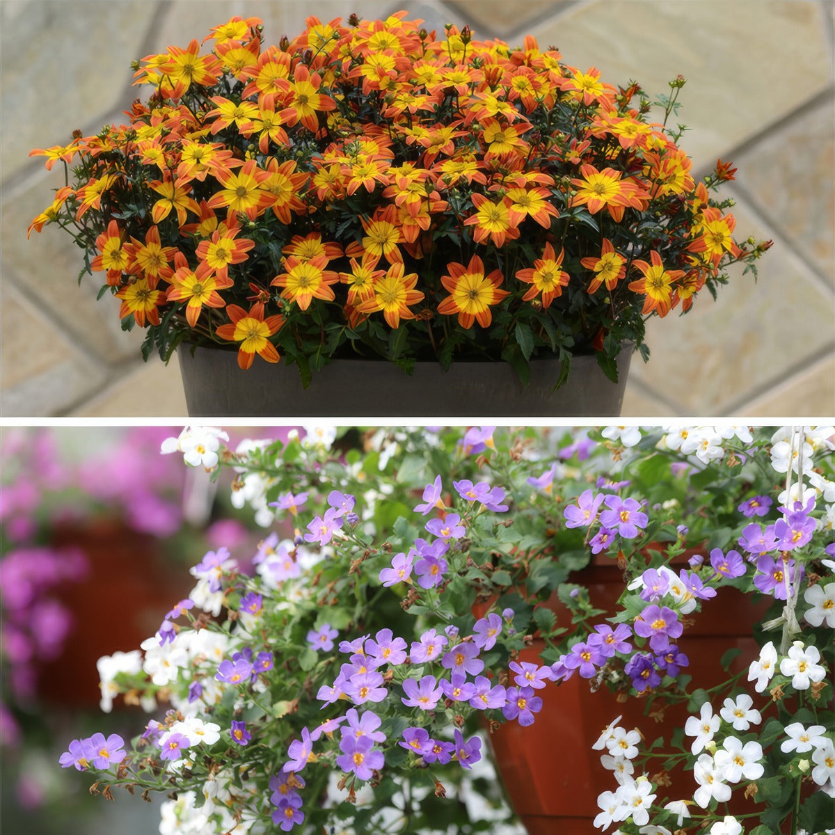Free Gift Bidens Bacopa - Garden Express Australia