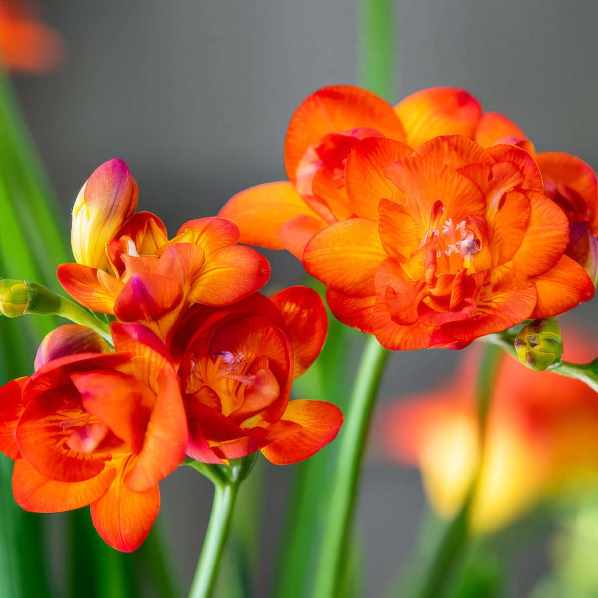 Freesia Bastogne 2 Pkfrebas 2026 - Garden Express Australia