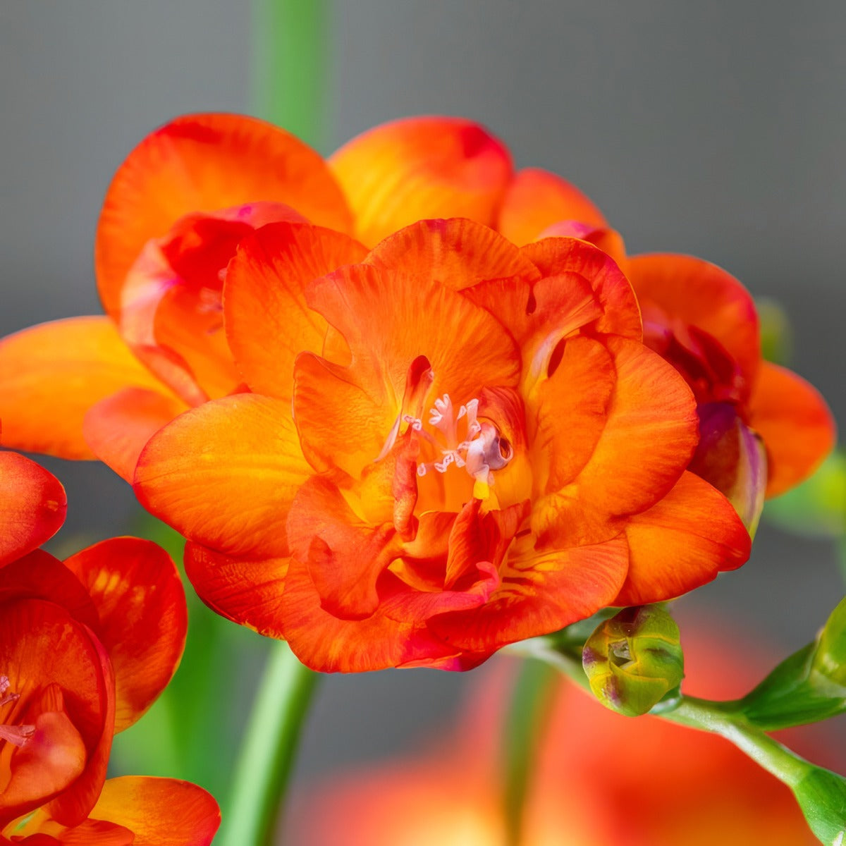 Freesia Bastogne 3 Pkfrebas 2026 - Garden Express Australia