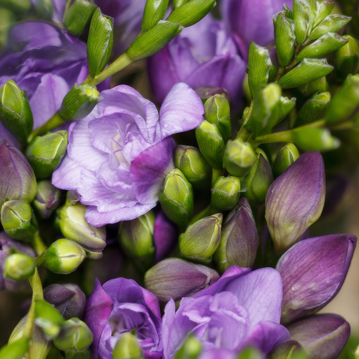 Freesia Biscaya Pkfrebis - Garden Express Australia