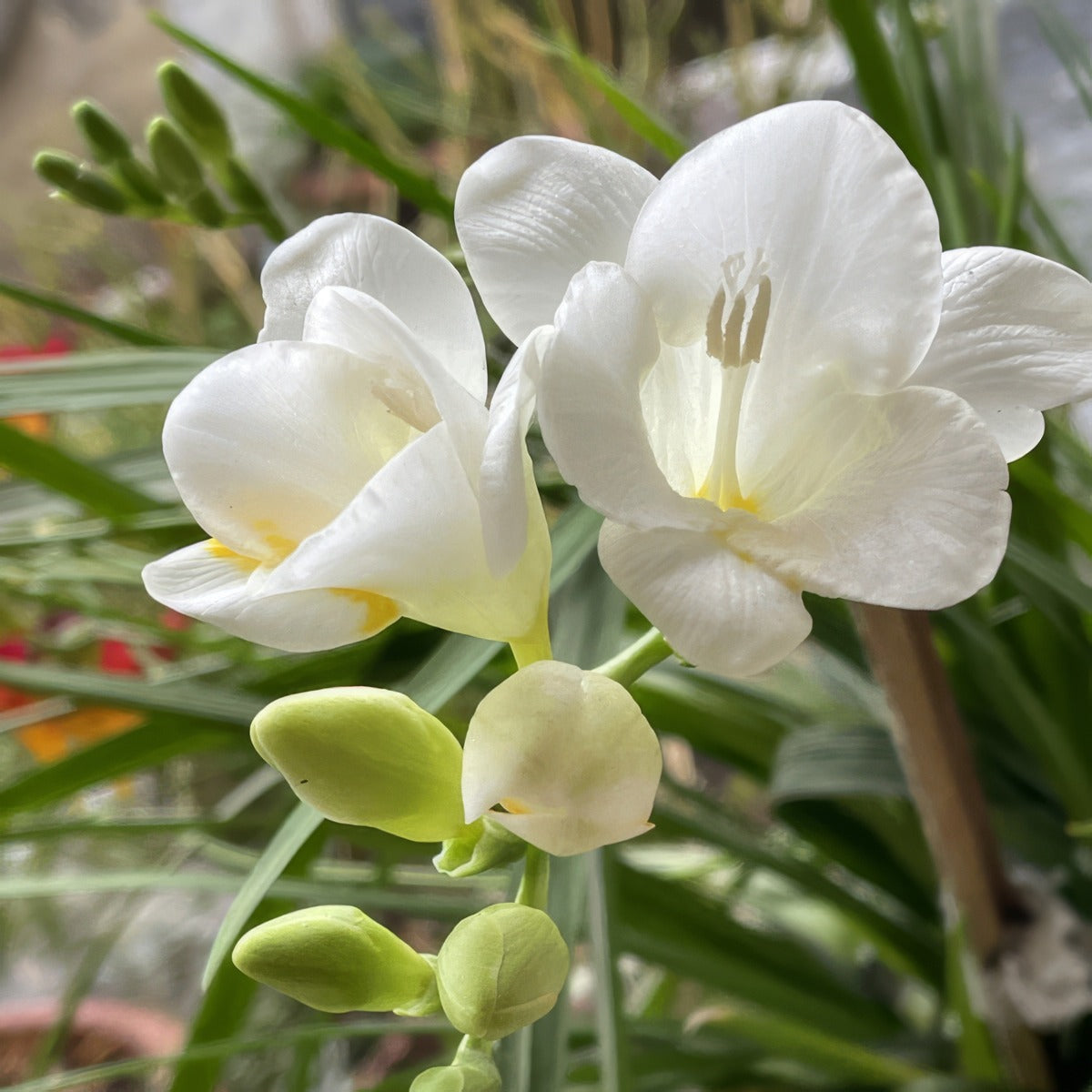 Freesia Corvette 2 Pkfrecor 2026 - Garden Express Australia