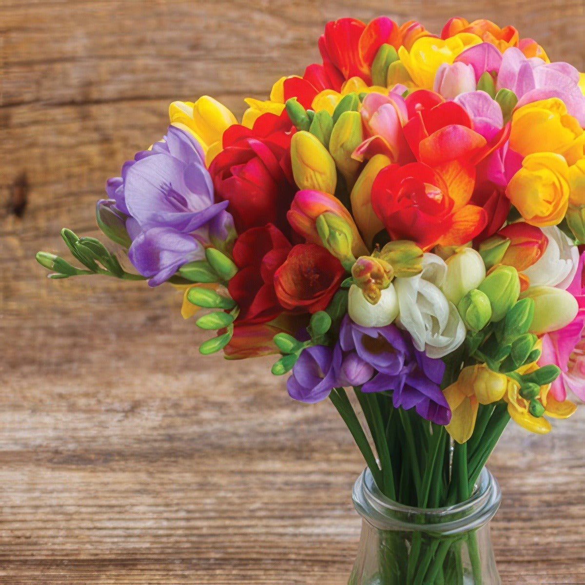 Freesia Giant Mixed Pkfregmx 2017 - Garden Express Australia