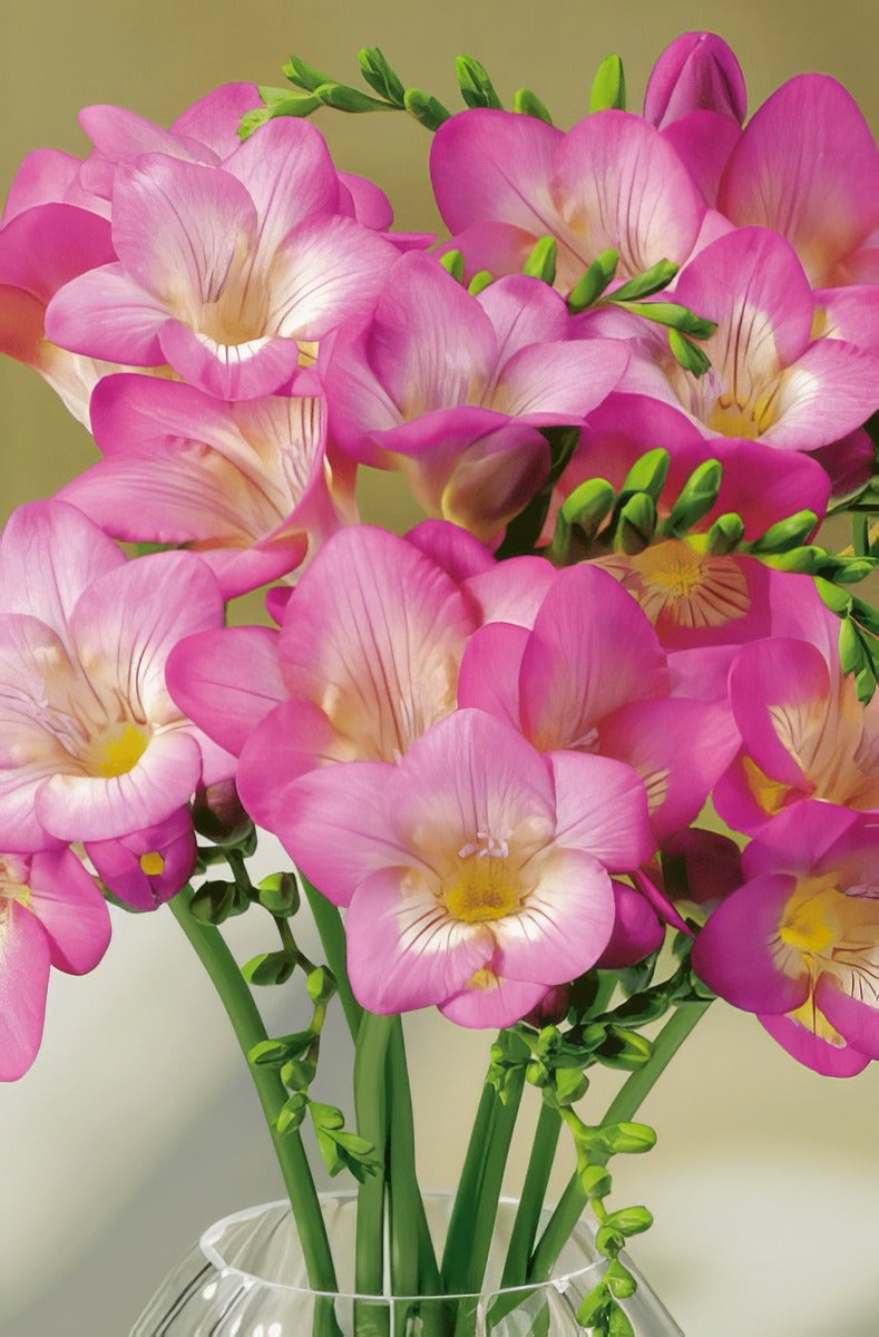 Freesia Pink Devotion Pkfrepde 1 1 - Garden Express Australia